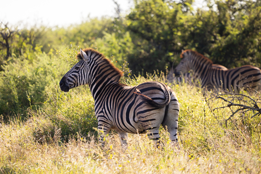 View of zebras grazing in the tall grass of the savanna surrounded by lush green bushes in Kruger National Park Skukuza Mpumalanga South Africa. View of zebras grazing in the tall grass of the savanna surrounded by lush green bushes in Kruger National Park Skukuza Mpumalanga South Africa.
