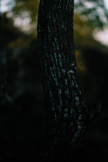 View of the rough dark textured bark of a tree trunk in the volcanic highlands of Kintamani Bali Indonesia.