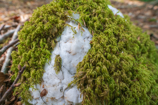 View of a white rock covered in vibrant green moss in the woodland of Deer Park Looe Cornwall United Kingdom. View of a white rock covered in vibrant green moss in the woodland of Deer Park Looe Cornwall United Kingdom.