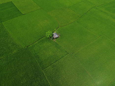 Aerial view of a small hut nestled in the middle of vast vibrant green rice paddy fields in Joypurhat Rajshahi Division Bangladesh. Aerial view of a small hut nestled in the middle of vast vibrant green rice paddy fields in Joypurhat Rajshahi Division Bangladesh.