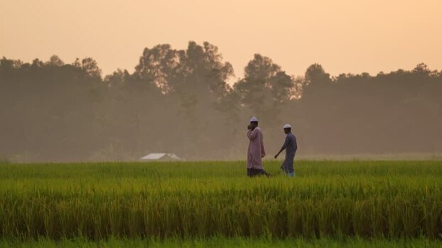 View of two men walking through green rice fields in Bangladesh.