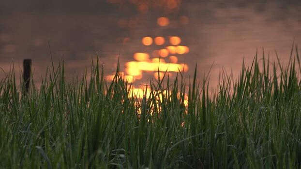 View of dewy green grass with golden sun reflection Bangladesh. View of dewy green grass with golden sun reflection Bangladesh.