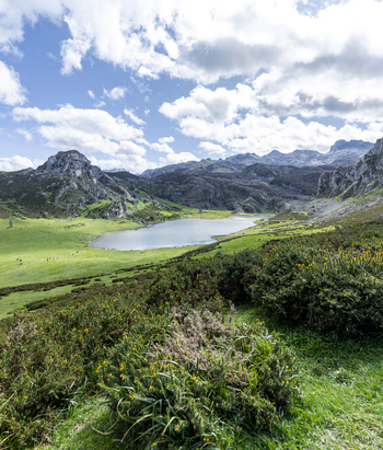 View of a tranquil lake nestled among the rugged gray peaks and vibrant green meadows under a sky of fluffy white clouds Picos de Europa Asturias Spain.