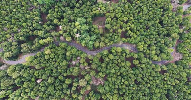 Aerial view of a winding road through the dense forest in Vallombrosa Italy. Aerial view of a winding road through the dense forest in Vallombrosa Italy.