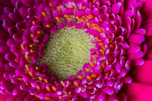 View of a vibrant pink Gerbera daisy flower with intricate petals and a textured central disk in Looe Cornwall United Kingdom. View of a vibrant pink Gerbera daisy flower with intricate petals and a textured central disk in Looe Cornwall United Kingdom.