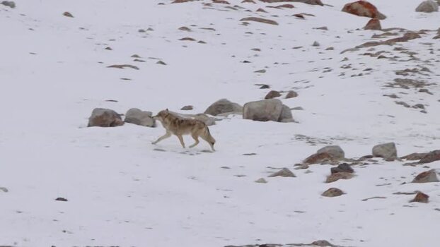 View of a wolf in Khunjerab National Park Pakistan. View of a wolf in Khunjerab National Park Pakistan.