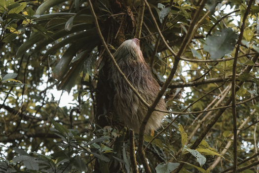 View of a sloth hanging from a branch in a lush tropical forest in Costa Rica.