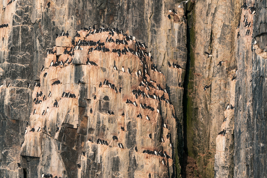 Svalbard Svalbard and Jan Mayen 22 July 2025 View of Alkefjellet bird cliff with thousands of Brunnich s guillemots nesting on steep basalt rock ledges.