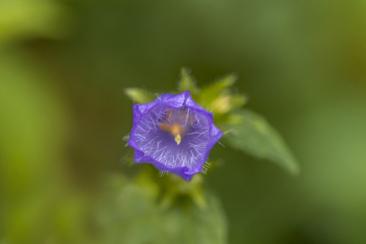 View of a purple Nettle leaved Bellflower with delicate petals and a soft green background in the United Kingdom. View of a purple Nettle leaved Bellflower with delicate petals and a soft green background in the United Kingdom.