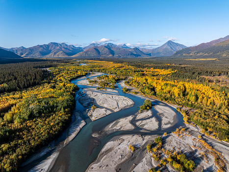 Aerial view of Tok River winding through a landscape of autumn colored trees and gravel bars with mountains in the background in Southeast Fairbanks Census Area Alaska United States.