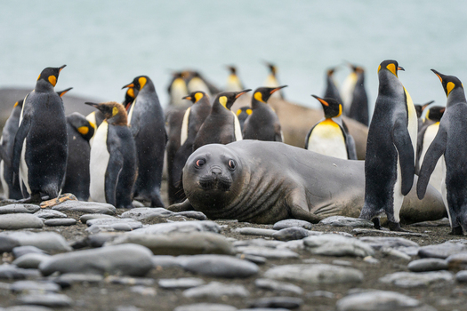 View of an elephant seal resting on a rocky beach at Gold Harbour surrounded by a colony of king penguins in South Georgia and the South Sandwich Islands. View of an elephant seal resting on a rocky beach at Gold Harbour surrounded by a colony of king penguins in South Georgia and the South Sandwich Islands.