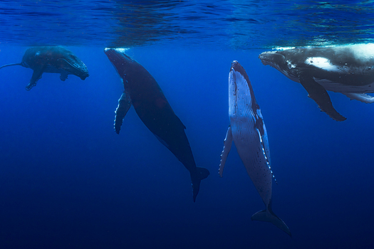 View of humpback whales swimming gracefully in the deep blue ocean waters Moorea Maiao Windward Islands French Polynesia.