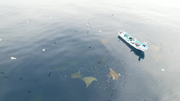 Aerial view of boat and stingrays in Los Roques Venezuela.