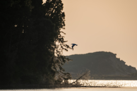 View of a seagull flying over the calm waters of Narta Lagoon during golden hour with silhouetted trees and hills in Zvernec Vlore County Albania.