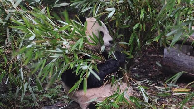 View of a giant panda eating bamboo in Chengdu China. View of a giant panda eating bamboo in Chengdu China.