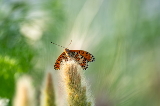 View of a spotted orange butterfly perched on a fluffy wild grass stalk in the natural landscape of Narta Lagoon Zvernec Vlore County Albania.
