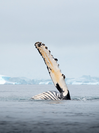 View of a humpback whale pectoral fin rising from the cold ocean water with icebergs and glaciers in the background under an overcast sky in Antarctica.