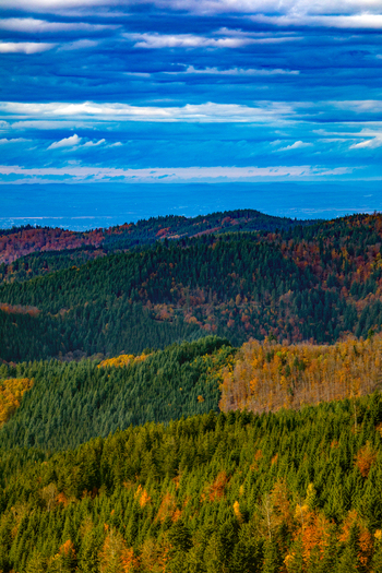 View of the rolling hills of the Black Forest covered in dense autumn foliage under a blue cloudy sky in Offenburg Baden Wurttemberg Germany. View of the rolling hills of the Black Forest covered in dense autumn foliage under a blue cloudy sky in Offenburg Baden Wurttemberg Germany.