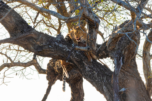 View of a leopard perched on a thick tree branch in the wild with sunlight filtering through the leaves and branches Kruger Park Mpumalanga South Africa. View of a leopard perched on a thick tree branch in the wild with sunlight filtering through the leaves and branches Kruger Park Mpumalanga South Africa.