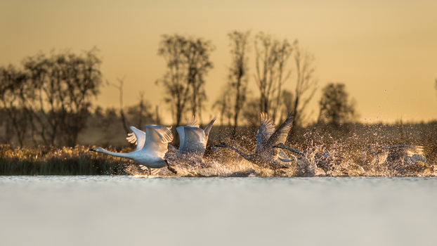 View of whooper swans taking off from a lake creating water splashes in the golden light of sunset with trees in the background in Debrzno Pomeranian Voivodeship Poland.