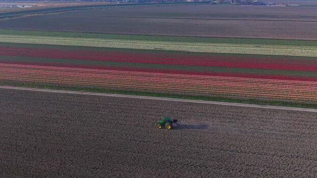 Aerial view of a tractor working near colorful tulip fields Netherlands. Aerial view of a tractor working near colorful tulip fields Netherlands.