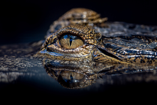 View of a crocodile eye and textured scales reflecting in dark water in Mulhouse Grand Est France.