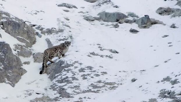 View of a snow leopard in Khunjerab National Park Pakistan. View of a snow leopard in Khunjerab National Park Pakistan.