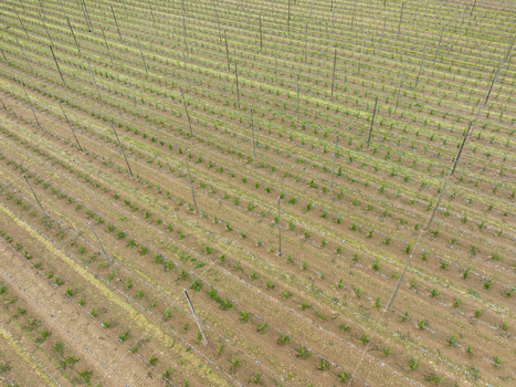 Aerial view of rows of young hop plants growing along tall wooden poles and wire trellises in a vast agricultural field in Aiglsbach Bavaria Germany.