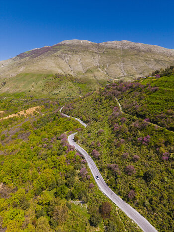 Aerial view of a winding road cutting through lush green hills with pink flowering trees and a majestic mountain backdrop in Muzina Qarku i Vlores Albania. Aerial view of a winding road cutting through lush green hills with pink flowering trees and a majestic mountain backdrop in Muzina Qarku i Vlores Albania.