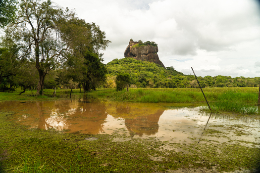 View of the ancient Sigiriya Rock fortress reflected in a muddy pond and surrounded by lush tropical forest in Sigiriya Central Province Sri Lanka. View of the ancient Sigiriya Rock fortress reflected in a muddy pond and surrounded by lush tropical forest in Sigiriya Central Province Sri Lanka.