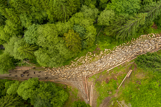 Brasov Romania 21 September 2026 Aerial view of a large flock of sheep moving along a dirt path through a dense forest with scattered logs. Brasov Romania 21 September 2026 Aerial view of a large flock of sheep moving along a dirt path through a dense forest with scattered logs.