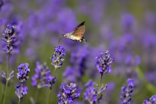 View of a hummingbird hawk moth hovering and feeding on purple lavender flowers in a blooming field in Wittenheim Grand Est France.