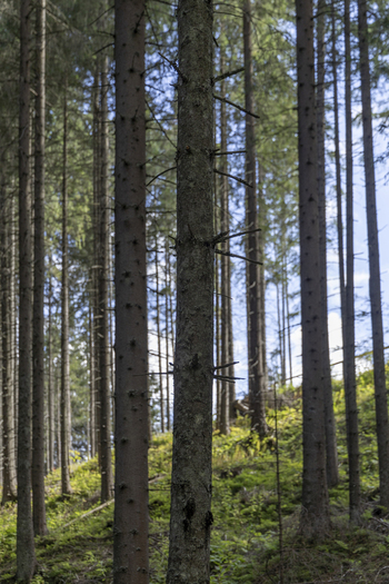 View of a dense pine forest with sunlight filtering through the tall tree trunks and green undergrowth in Bukowina Tatrzanska Lesser Poland Voivode Poland. View of a dense pine forest with sunlight filtering through the tall tree trunks and green undergrowth in Bukowina Tatrzanska Lesser Poland Voivode Poland.