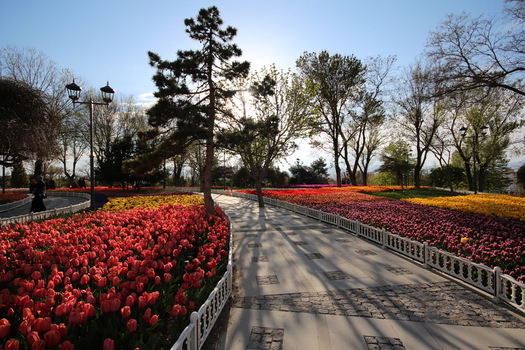 View of the vibrant tulip beds lining the paved pathway in Alaaddin Hill Park surrounded by lush trees and bathed in warm sunlight Selcuklu Konya Turkiye. View of the vibrant tulip beds lining the paved pathway in Alaaddin Hill Park surrounded by lush trees and bathed in warm sunlight Selcuklu Konya Turkiye.