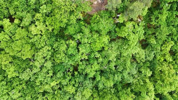 Aerial view of dense green forest canopy in Spain.