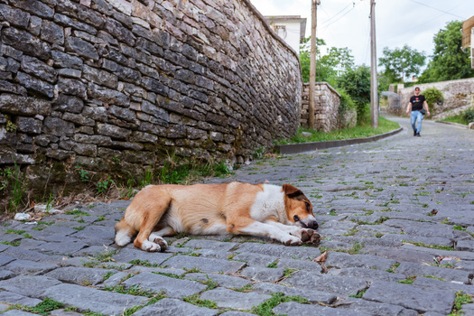 Gjirokaster Albania 09 June 2026 View of a stray dog lying on a cobblestone street next to a historic stone wall with a person walking in the background.