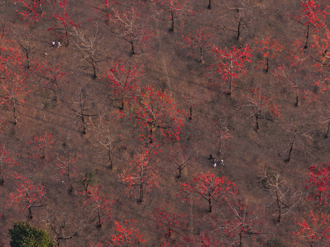Aerial view of Shimul Bagan with vibrant red silk cotton flowers blooming on trees and people walking through the forest in Sunamganj District Sylhet Division Bangladesh. Aerial view of Shimul Bagan with vibrant red silk cotton flowers blooming on trees and people walking through the forest in Sunamganj District Sylhet Division Bangladesh.