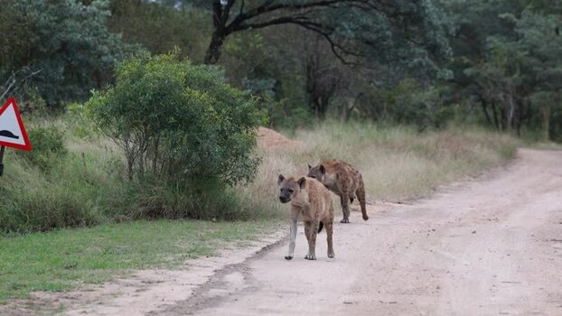 View of two spotted hyenas on a dirt road in South Africa.