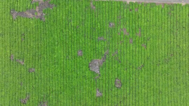 Aerial view of tea plantation rows in Bois Cheri Mauritius. Aerial view of tea plantation rows in Bois Cheri Mauritius.