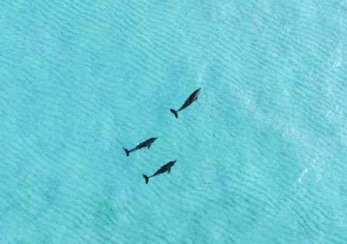 Aerial view of three dolphins swimming through crystal clear turquoise ocean water with gentle ripples on the surface Vashafaru Haa Alif Atoll Maldives. Aerial view of three dolphins swimming through crystal clear turquoise ocean water with gentle ripples on the surface Vashafaru Haa Alif Atoll Maldives.