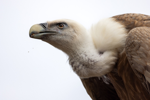 View of a majestic griffon vulture showing its sharp beak and white feathered ruff against a pale sky Selestat Grand Est France.