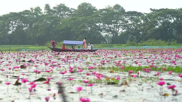 View of people on a boat in a pink water lily pond Bangladesh. View of people on a boat in a pink water lily pond Bangladesh.