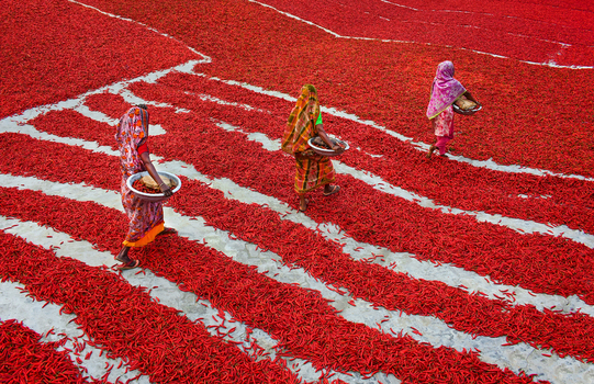 Bogura Bangladesh 12 February 2017 View of women in colorful saris walking through vast fields of red chili peppers drying on the ground under bright sunlight. Bogura Bangladesh 12 February 2017 View of women in colorful saris walking through vast fields of red chili peppers drying on the ground under bright sunlight.