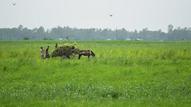 View of farmers transporting fodder in a green field Bangladesh. View of farmers transporting fodder in a green field Bangladesh.