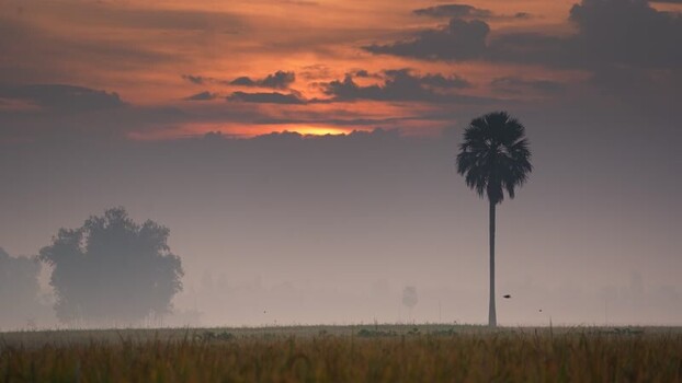 View of a lone palm tree in a misty field at sunset Bangladesh.
