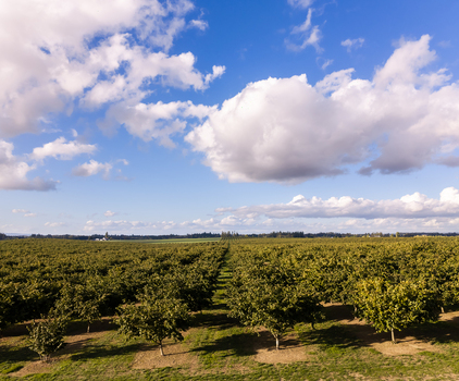 Aerial view of a hazelnut farm with neat rows of trees stretching across the landscape under a bright blue sky with fluffy white clouds in Woodburn Oregon United States. Aerial view of a hazelnut farm with neat rows of trees stretching across the landscape under a bright blue sky with fluffy white clouds in Woodburn Oregon United States.