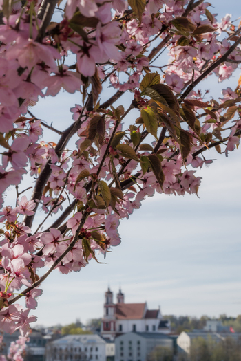 View of pink cherry blossoms in full bloom with the Church of St Philip and St James and city buildings in the background under a clear sky Vilnius Vilnius County Lithuania. View of pink cherry blossoms in full bloom with the Church of St Philip and St James and city buildings in the background under a clear sky Vilnius Vilnius County Lithuania.
