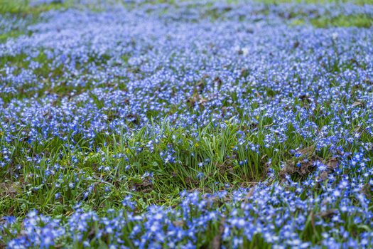View of a sea of delicate blue flowers dancing amidst vibrant green grass creating a picturesque springtime tapestry Moscow Moscow Russia. View of a sea of delicate blue flowers dancing amidst vibrant green grass creating a picturesque springtime tapestry Moscow Moscow Russia.
