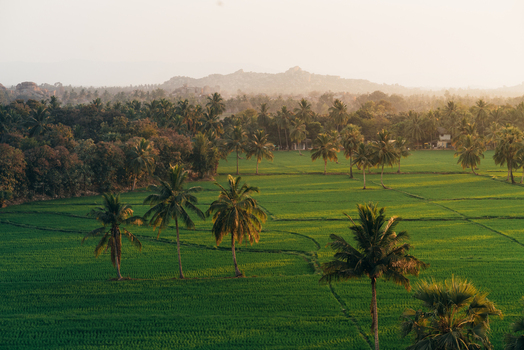 View of lush green rice paddies dotted with palm trees under a soft golden light in the rural landscape of Hampi Karnataka India. View of lush green rice paddies dotted with palm trees under a soft golden light in the rural landscape of Hampi Karnataka India.