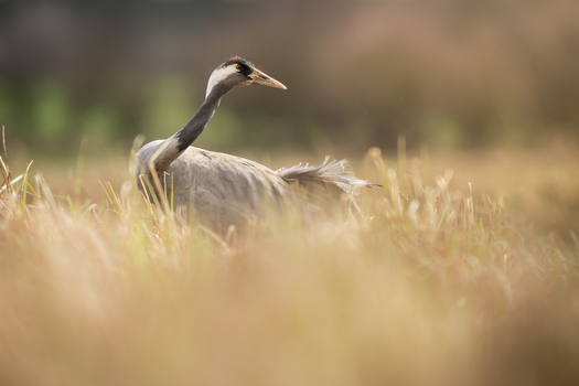 View of a common crane standing in tall dry grass in the wetlands of Debrzno Pomeranian Voivodeship Poland. View of a common crane standing in tall dry grass in the wetlands of Debrzno Pomeranian Voivodeship Poland.